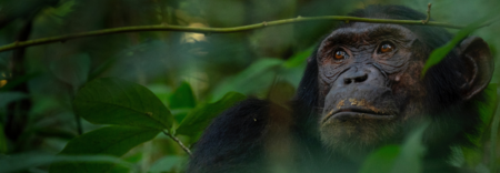 Chimpanzee in the Kibale Forest