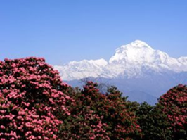 Nepal’s Rhododendron Forests with snow capped mountain in background