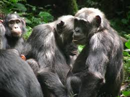 Chimpanzees in forest