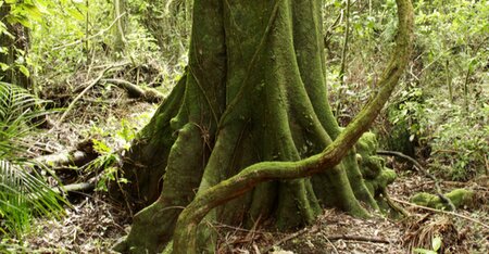 Offsetability is highest for common and widespread biodiversity