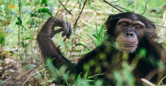 Chimpanzees: best practice for industry