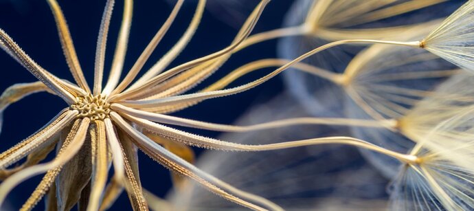 Close up of dandelion seed on dark background