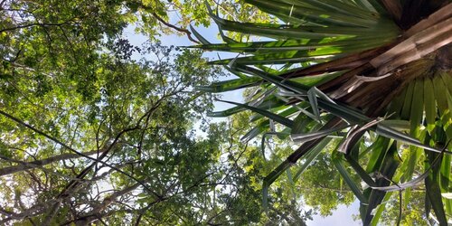 Rio Tinto QMM, Madagascar: NPI forecasting and offset cost-benefit analysis