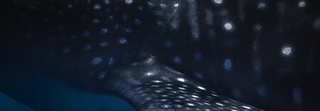 Marine biodiversity offsets: Pragmatic approaches toward better conservation outcomes