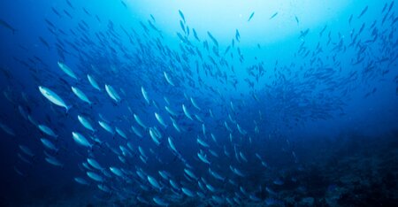 Ecological restoration in the deep sea: Desiderata