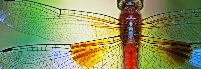 Close-up of a dragonfly's wings
