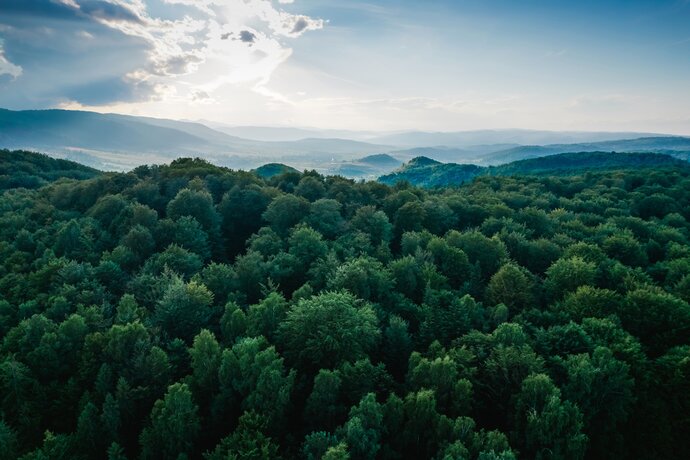 Landscape-forest