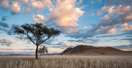 Biodiversity offsets: an introduction