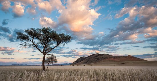 Biodiversity offsets: an introduction