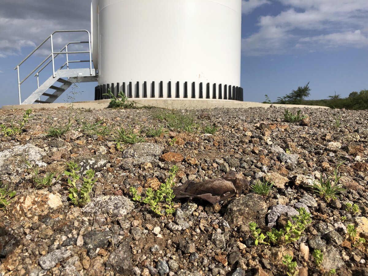 Image of a dead bat lying on the ground with the base of a white wind turbine in the background, after a bat collision and fatality.