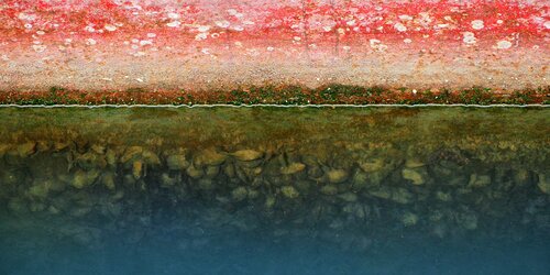 Marine Invasive Alien Species (IAS) risk evaluation