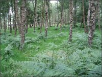 Quantifying no net loss: Testing a possible method for measuring biodiversity losses and gains at Bardon Hill Quarry, UK. 