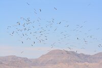 Migration bottlenecks: mapping available movement data to de-risk wind energy development at an early stage