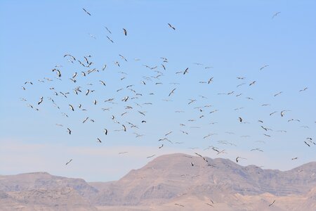 Migration bottlenecks: mapping available movement data to de-risk wind energy development at an early stage