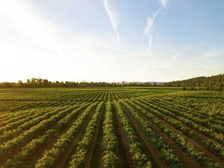 Landscape shot of a green agricultural field with rows of plants and trees lining the right side and back.