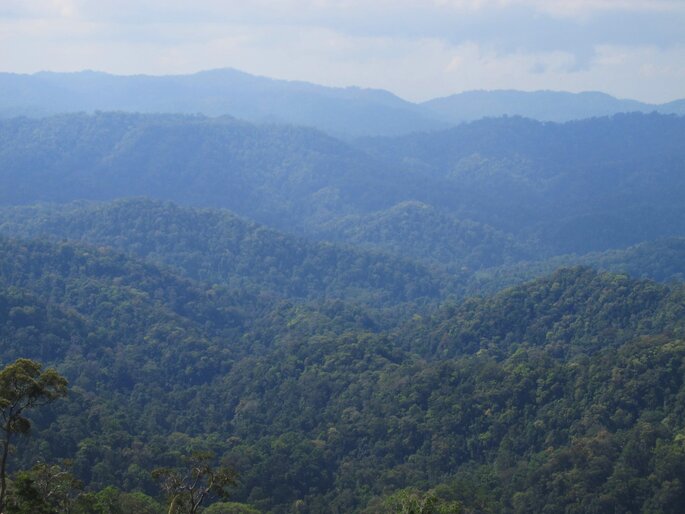 Landscape of the Taninthayi Nature Reserve