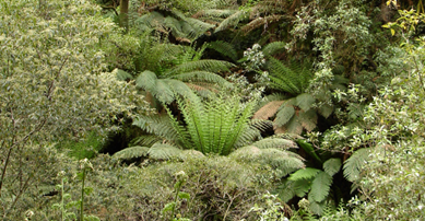 Dense green foliage