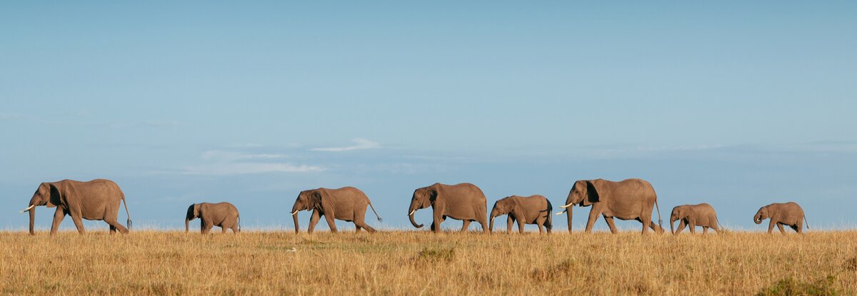 A herd of elephants walking in a line 
