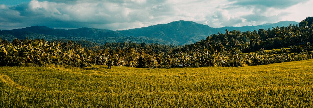 Tropical rural landscape with rice fields and mountains