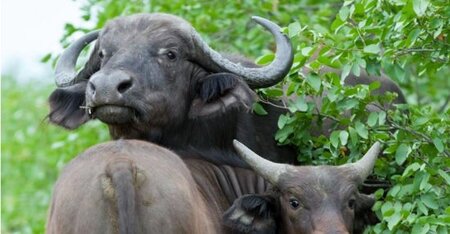 Globally and nationally important sites as biodiversity offset opportunities