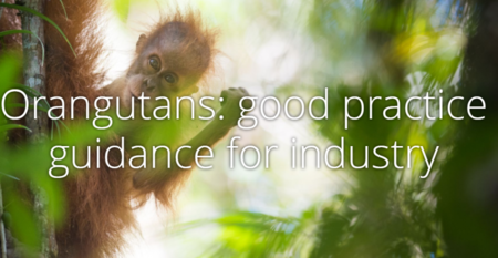 Orangutans: good practice guidance for industry