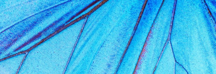 Close-up of a bright blue butterfly wing