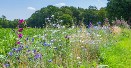 Biodiversity offsets and the challenge of achieving no net loss