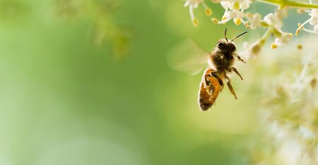 A review of corporate goals of No Net Loss and Net Positive Impact on biodiversity