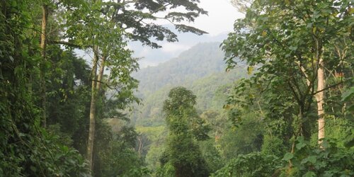 Going from FSC certification to IFC PS6 alignment in a forestry project in Congo