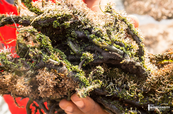 Ledermanniella yiben, a species of endemic aquatic plant discovered during project survey work