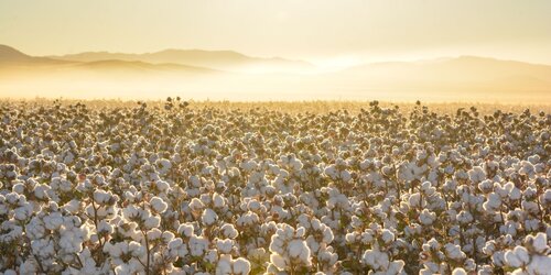 Advancing Biodiversity Action Across the Fashion Sector with STICA+