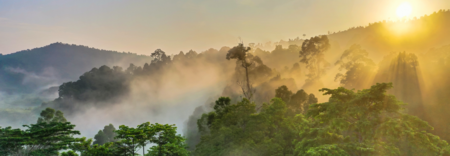 Sunrise over rainforest