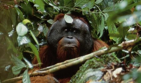 Critical Habitat: a concise summary