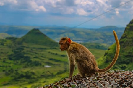 A small primate sits down, facing left, with a green, natural landscape and blue sky blurred in the background.