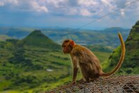 How businesses can support primate conservation while advancing commercial interests 