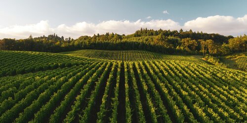 Impact investing: &Green's strategy for sustainable agriculture and biodiversity conservation