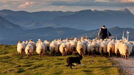 Towards Nature Positive: How Italy's 'Wool City' can inspire a natural fibre revolution