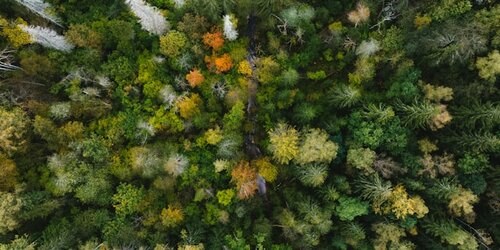 Expert advisory and workshop facilitation for Accounting for Nature's crediting standards for carbon and nature credits