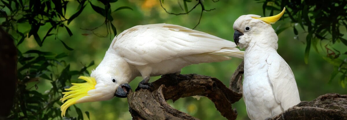 Cacatua galerita - Sulphur-crested Cockatoo sitting on a branch in Australia.