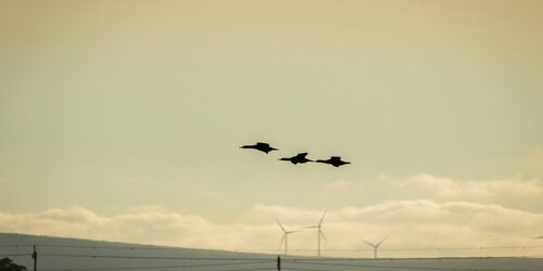 Offshore wind bird monitoring: validating Spoor's buoy-mounted camera technology