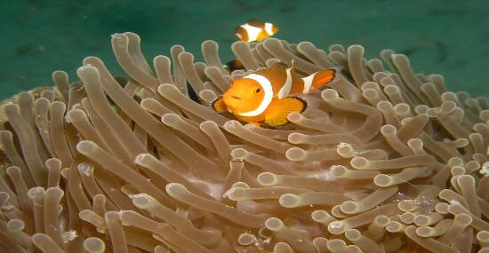 Marine biodiversity offsets