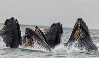 Offshore wind energy and whales 