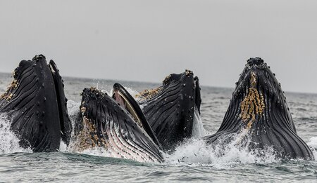A group of four whales breach the surface of water. The sky in the background is grey.