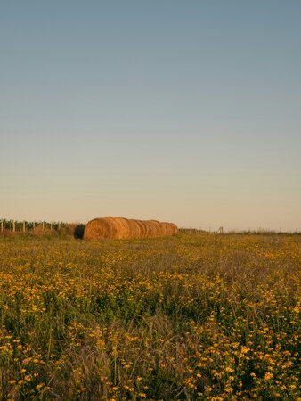 A field of wildflowers and bales of hay.