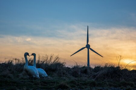 A pair of white swans face each other outside on the grass during an orange sunset with a wind turbine in the background.