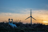 The Biodiversity Consultancy at the Conference for Wind Energy and Wildlife Impacts 2025 