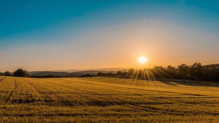 Landscape photo of a green field lined with trees, during a sunset.