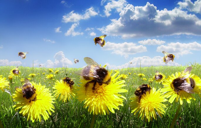 Bees on dandelions