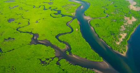 Aerial View of Green Mangrove Forest