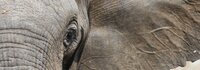 The Value of the IUCN Red List for Business Decision-making 
